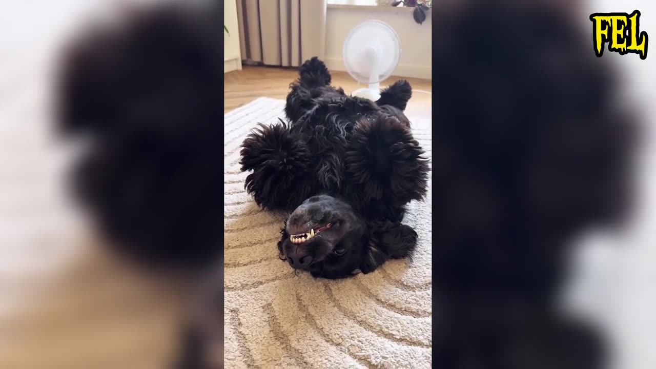 DE Sign in 0:00 / 8:17 Funny animals videos 😂 Try not to laugh