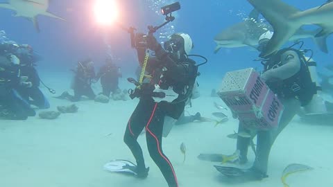 Bahamas Shark Arena