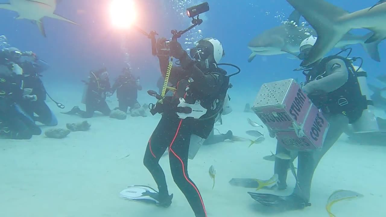 Bahamas Shark Arena