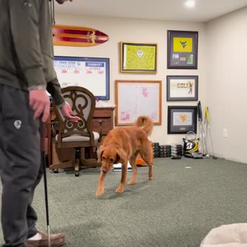 Taught his dog to do a pretty neat trick!