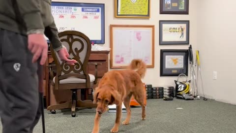 Taught his dog to do a pretty neat trick!