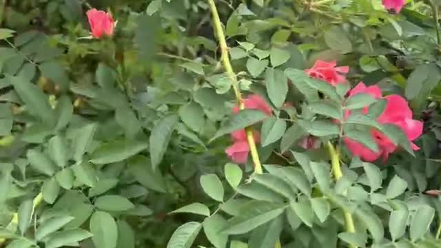 The red flowers are very beautiful