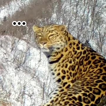 Awesome Leopard footage