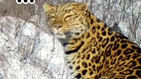 Awesome Leopard footage