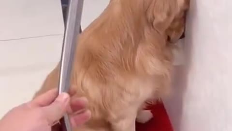 FUNNY ANIMALS VIDEOS #short