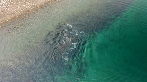 Aerial view showing a pod of Peale's dolphins also known