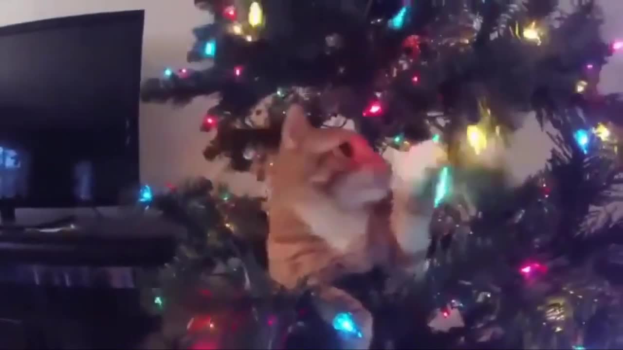 Funny dogs and cats videos at christmas