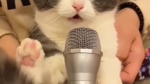 Cute Cat