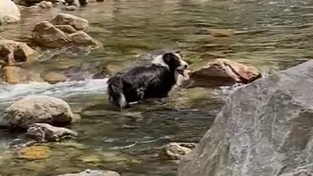 Surprising! The dog who bathes alone in the heat.