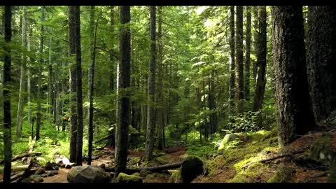 Beautiful view of a forest with a drone