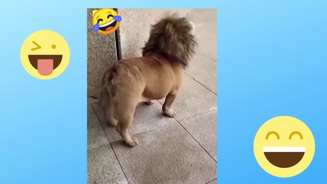 When the lion is very cute