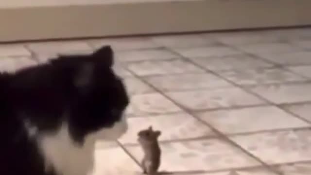 A mouse stands up to the house cat