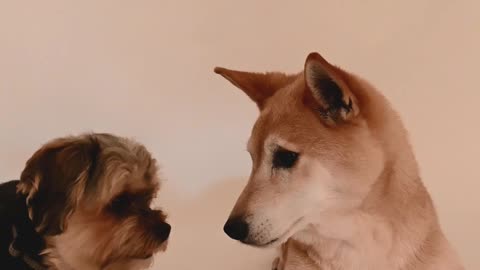 Hand in hand, the dog sees the dog