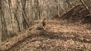 Mastiff Shepard mix running in slo mo