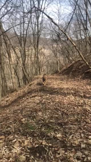 Mastiff Shepard mix running in slo mo