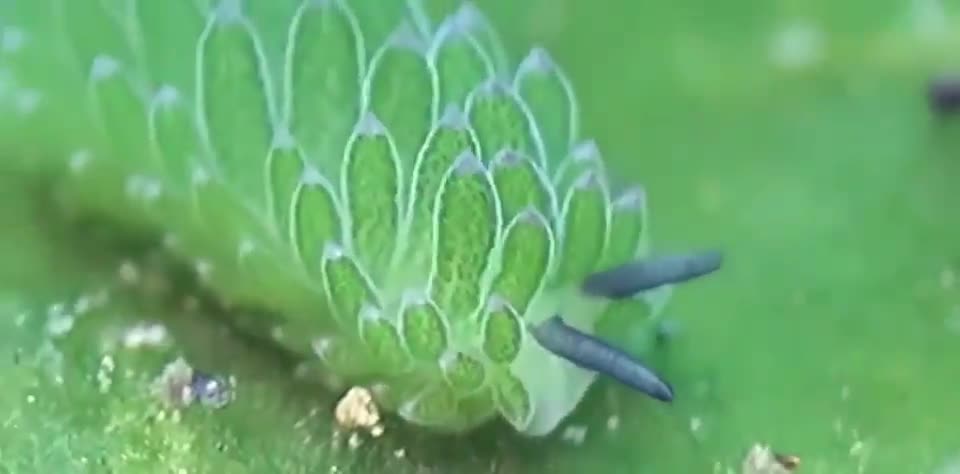 Free Stock Video For Everyone No Money - The Leaf Sheep (Costasiella kuroshimaeIs)