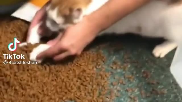 Dancing cat