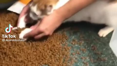 Dancing cat