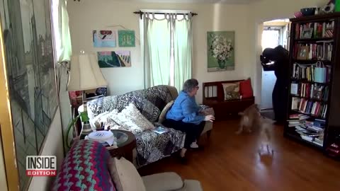 Dogs tested to see if they will protect owners in a home invasion