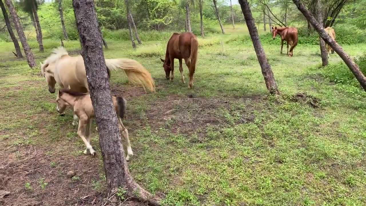 Horse Playing with Baby Horse