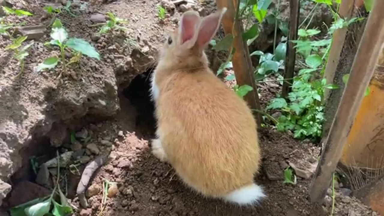 "The Burrower's Haven: A Fascinating Rabbit's Journey"