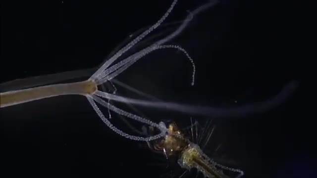 HYDRA VS MOSQUITOE LAVA