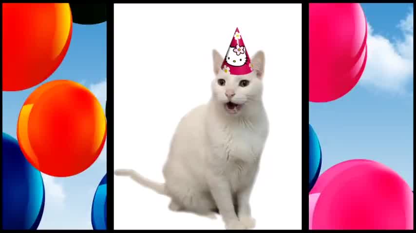 Mama Cat Takes Back Crying Kitten With Happy Birthday celebration by Cat