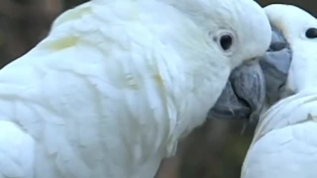 Most beautiful birds || rare ,unique and lovely in the world