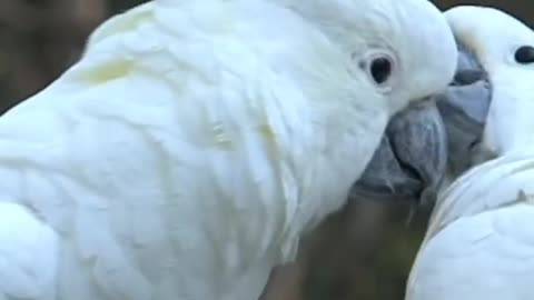 Most beautiful birds || rare ,unique and lovely in the world