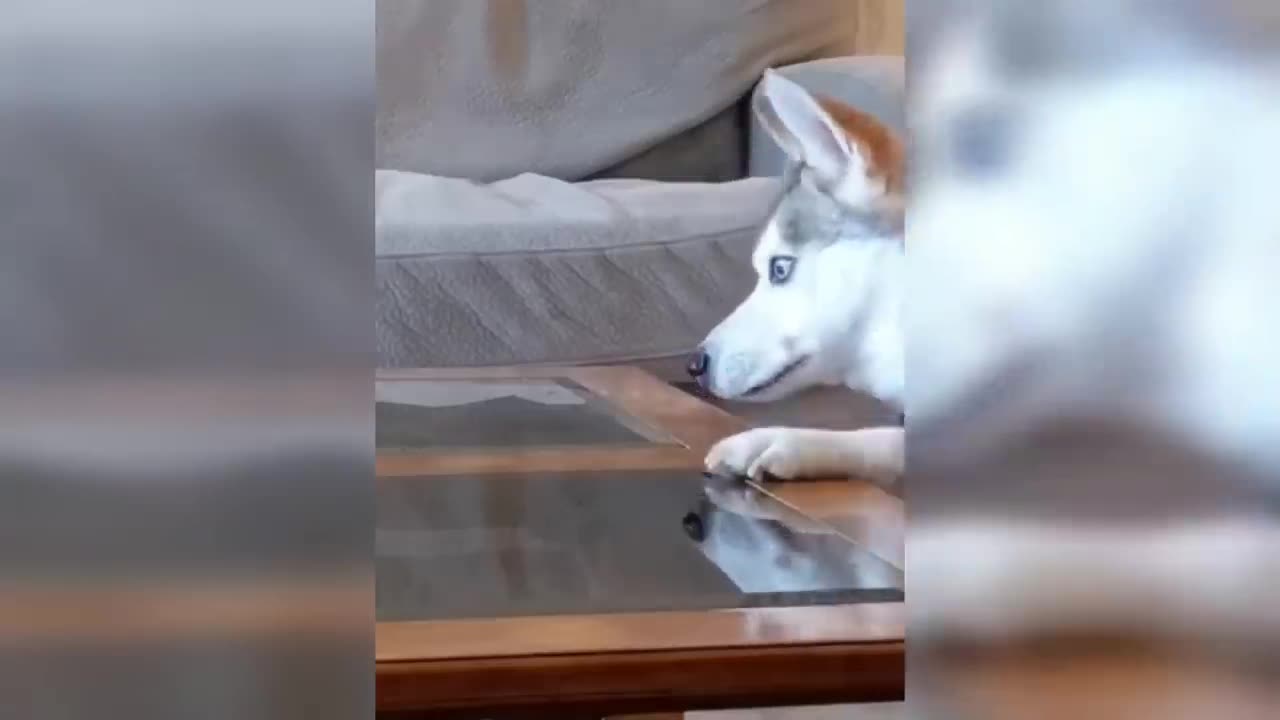 Lo Mejor del Momento ANIMALES GRACIOSOS 🤣🐶