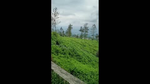 Tea garden on the mountain