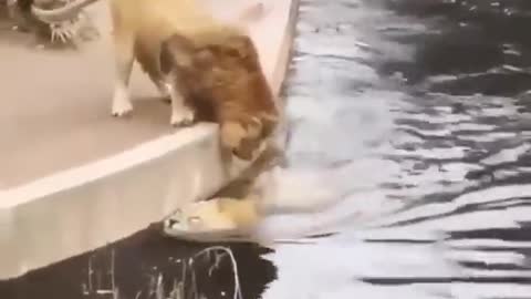 Two lion animals 😻 very fun video.