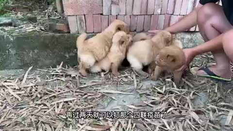 group of puppies