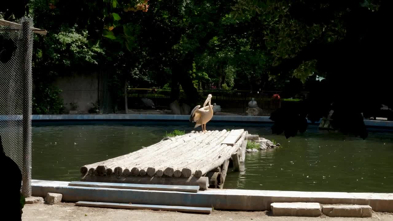 Big pelican got out of the water and waves his wings. Shot at the zoo