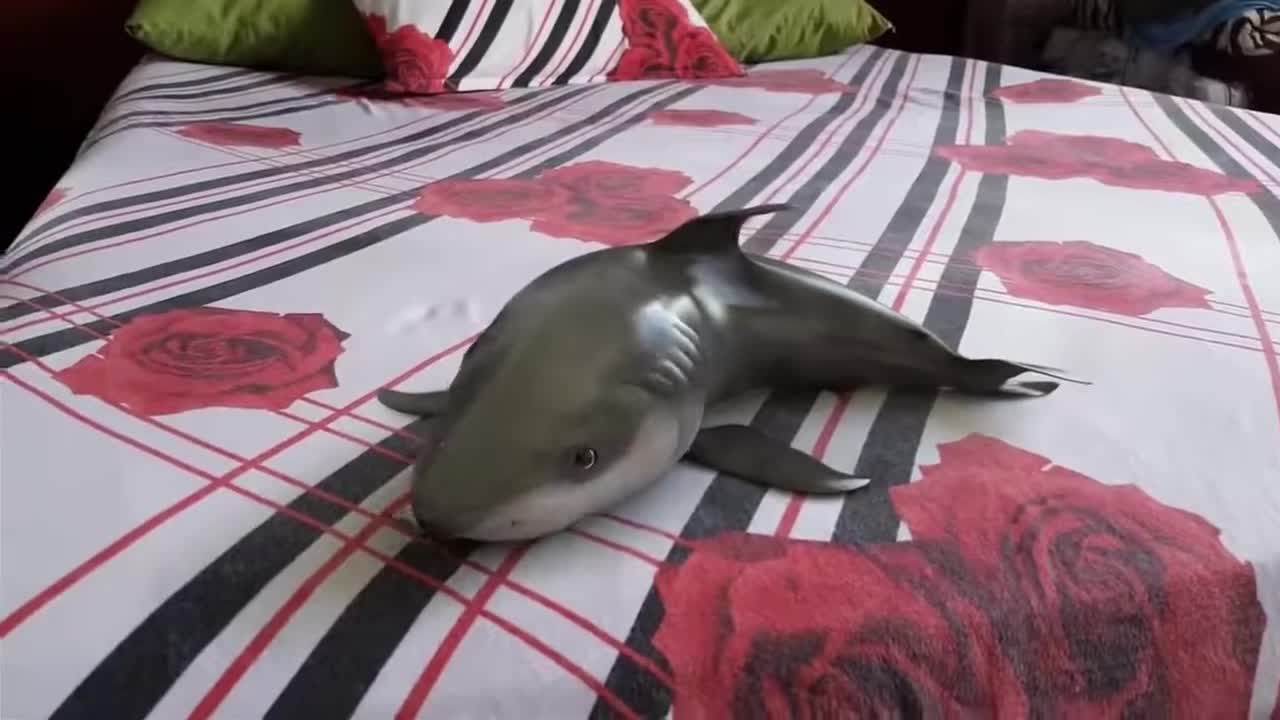 Cutest Happy Baby Shark In the World