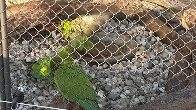 Parrots taking turns bathing