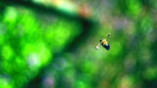 Carpenter Bees (slow motion to show detail of hover)