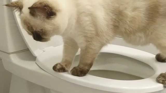 Cat in Wc