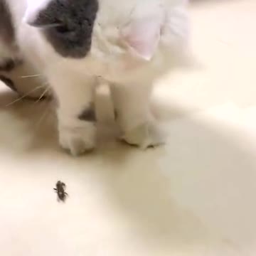 When insects meet cats