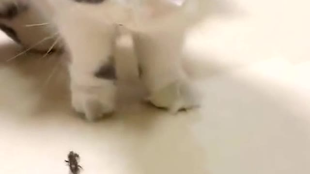 When insects meet cats