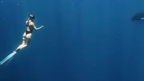 Free divers surrounded by orcas