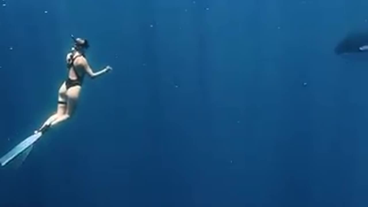 Free divers surrounded by orcas