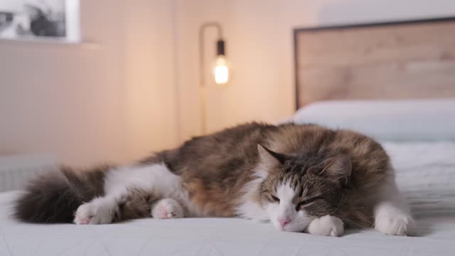 A cat sleeping indoors