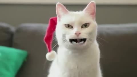 Cat feels Christmas mood, funny as hell