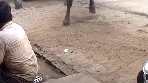 Two Bull are very dangerous fighting