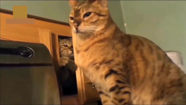 | Is it Friendship? | Funny Cat Fight |