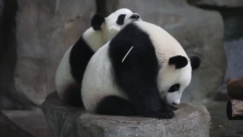 A slow panda