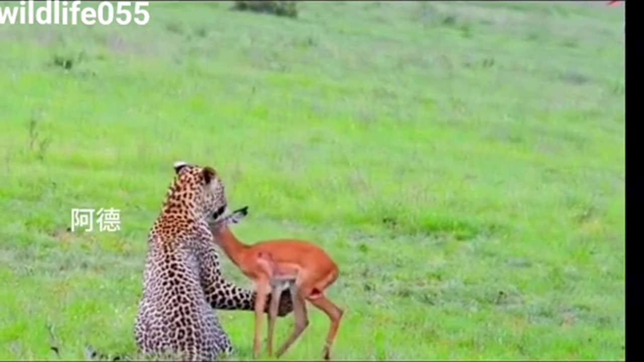 Wild Life