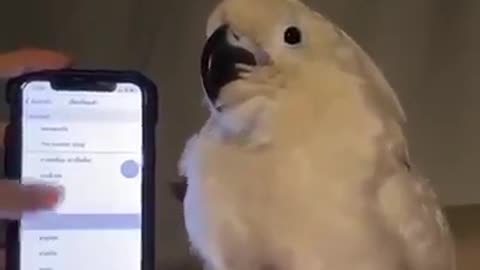 Very funny cute parrot