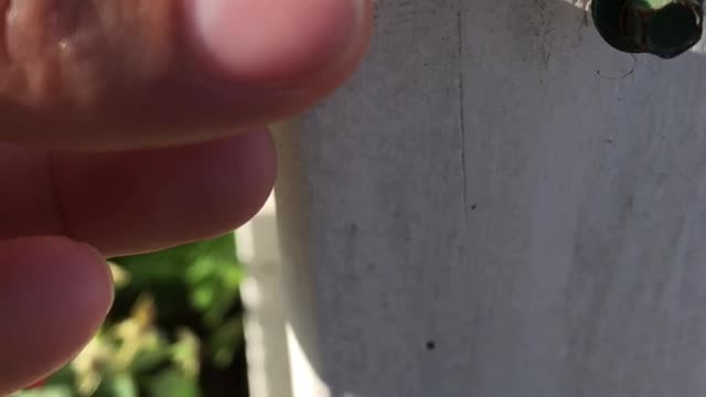 Baby Froggy Enjoys Bottle Cap Pool